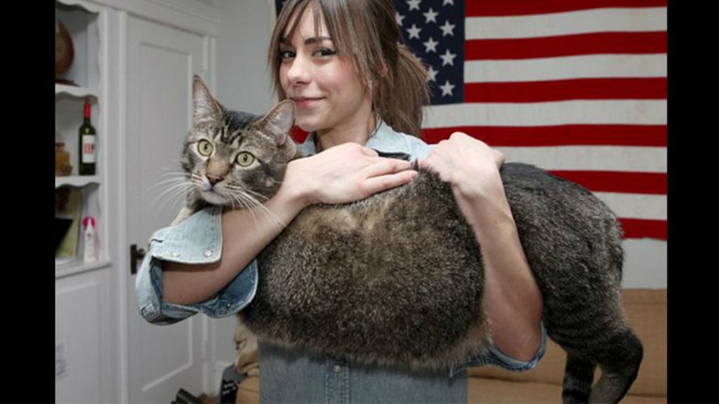 Pickles, el gato de nuevo kilos