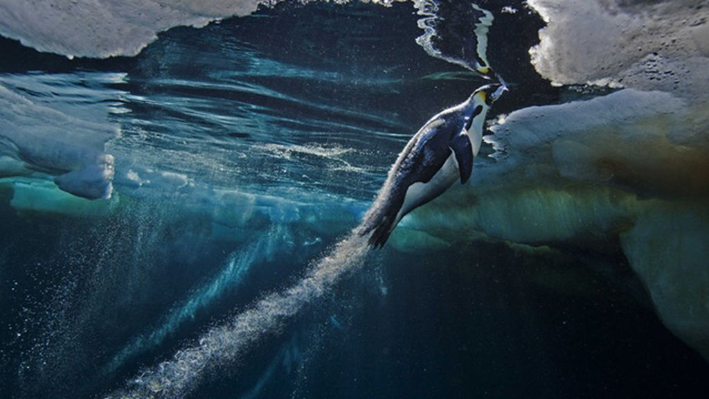 Increíbles imágenes del mundo salvaje