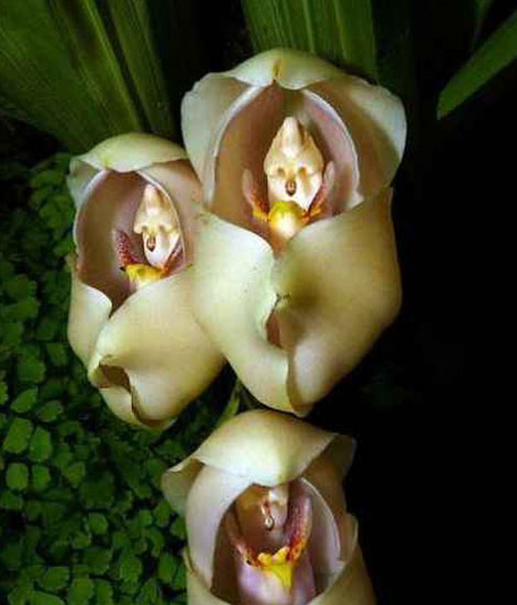 Formas que se esconden en flores
