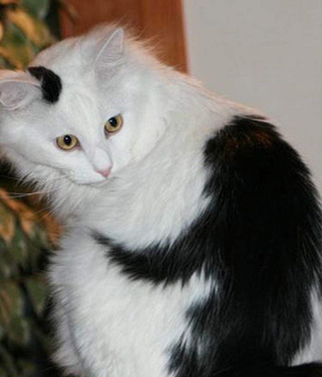 Gatos famosos por su genética