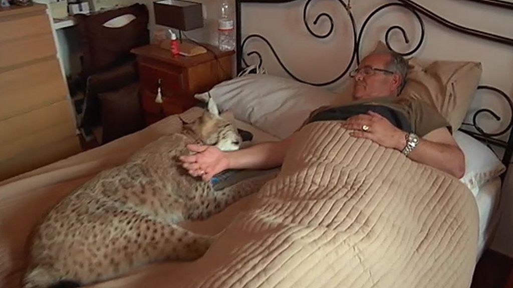 Jabalíes, ciervas, linces, burros, ocas y ponis... unos animales muy domésticos