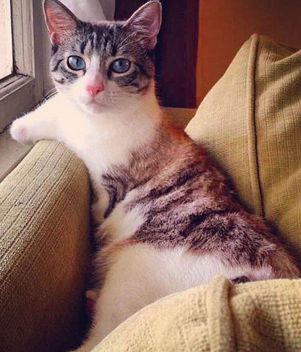 Un gato con dos patas, el rey de Instagram