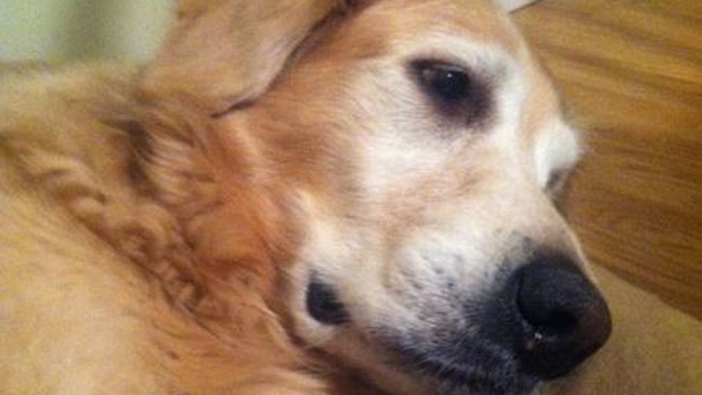 Así es el emotivo homenaje de un dueño a su perro fallecido por un cáncer