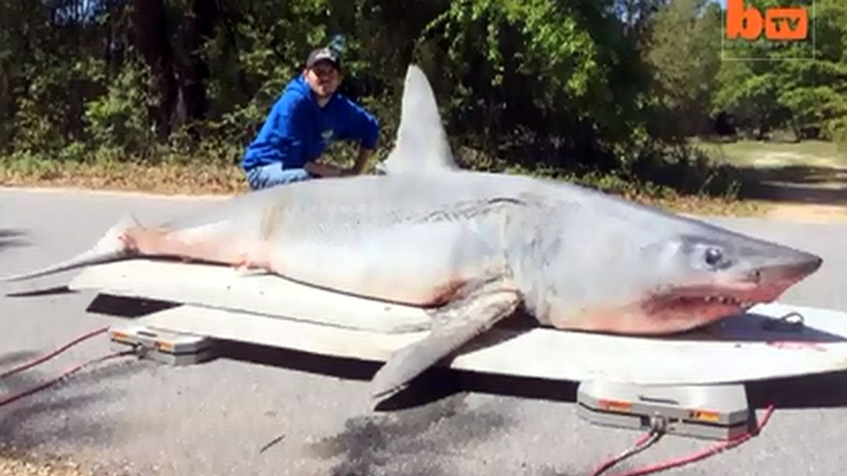 Bate el récord mundial tras pescar un tiburón de 365kg