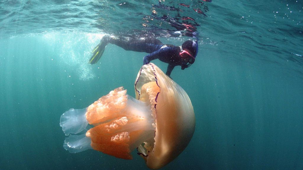 Medusas gigantes en las costas británicas