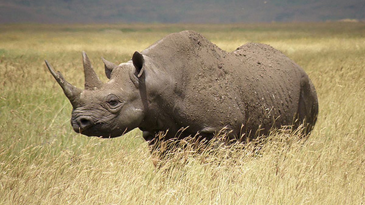Un club de Texas vende por 350.000 dólares una licencia para cazar rinocerontes negros en Namibia