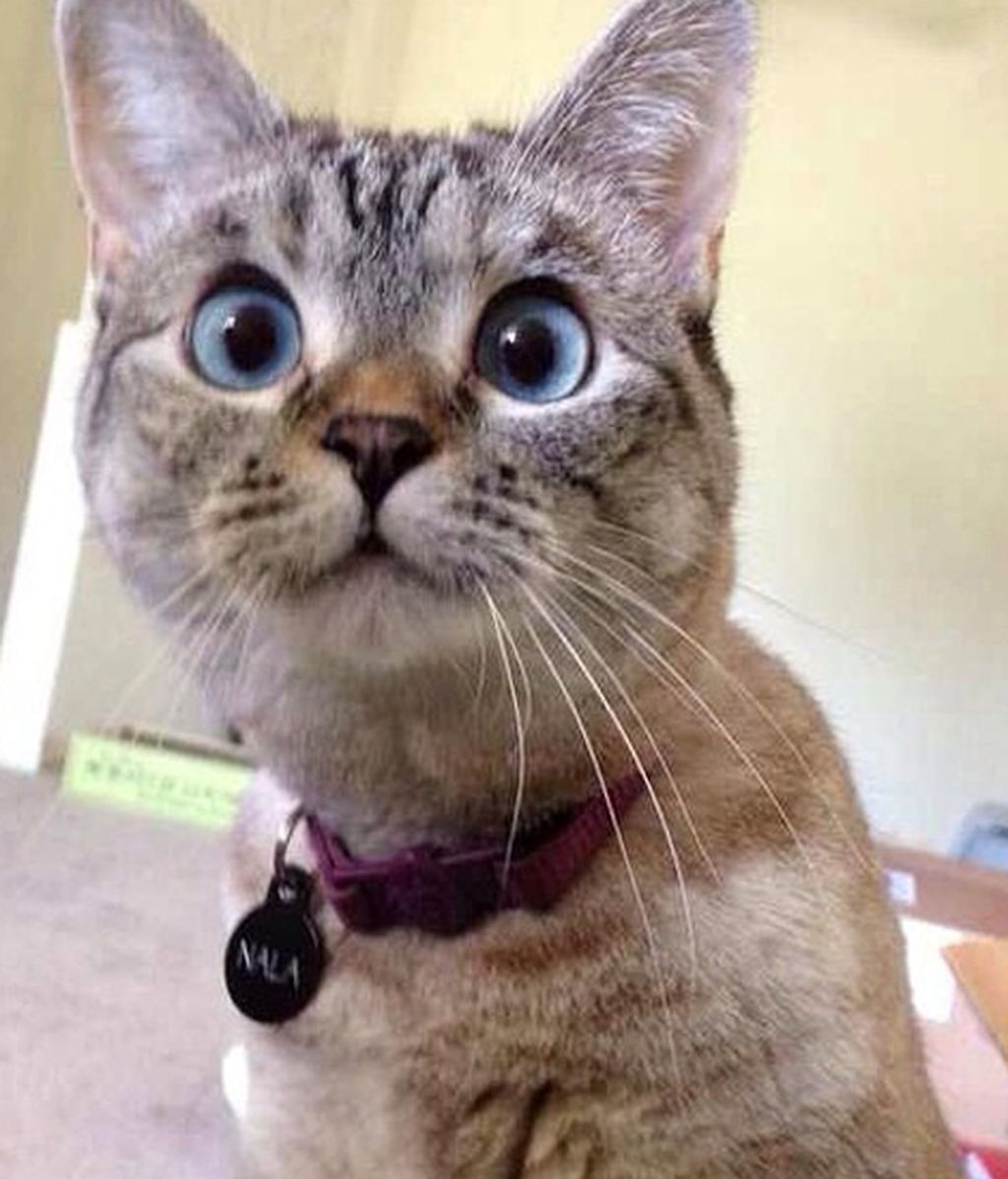 Nala: La gatita que tiene más 1.300.000 seguidores en Instagram
