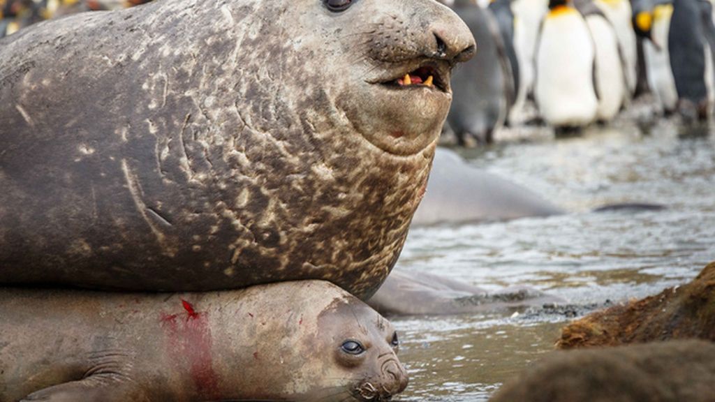 La cópula de un elefante marino