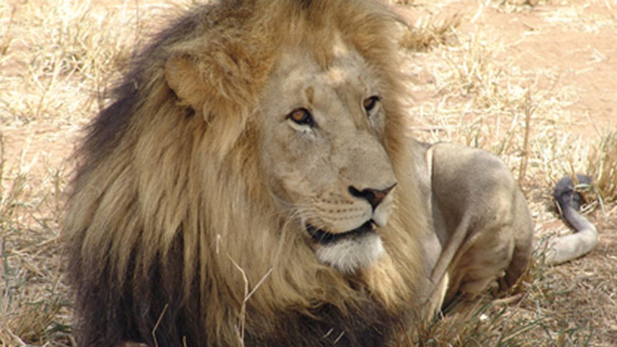 León de Zimbabwe