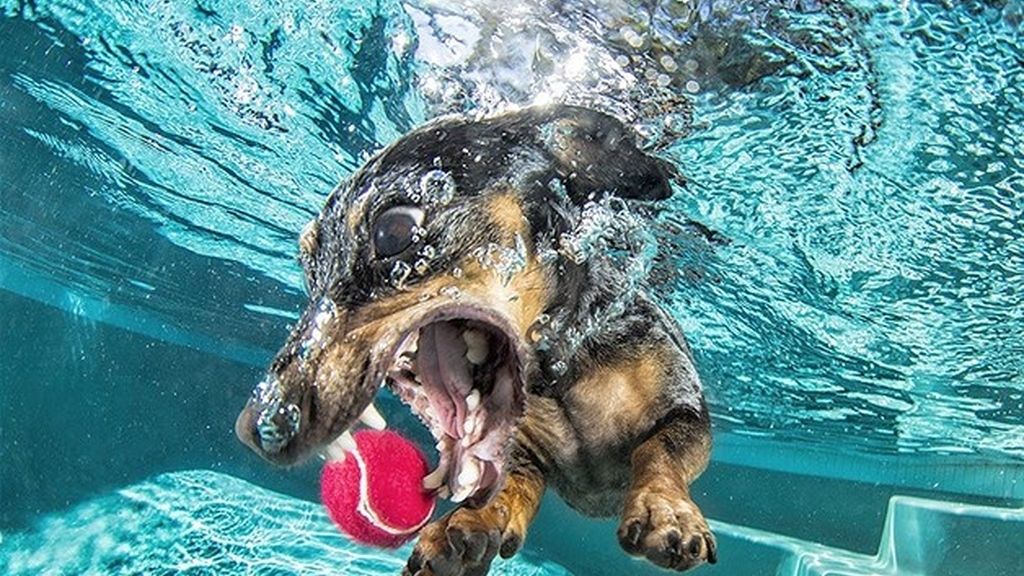 A los perros sí les gusta posar bajo el agua