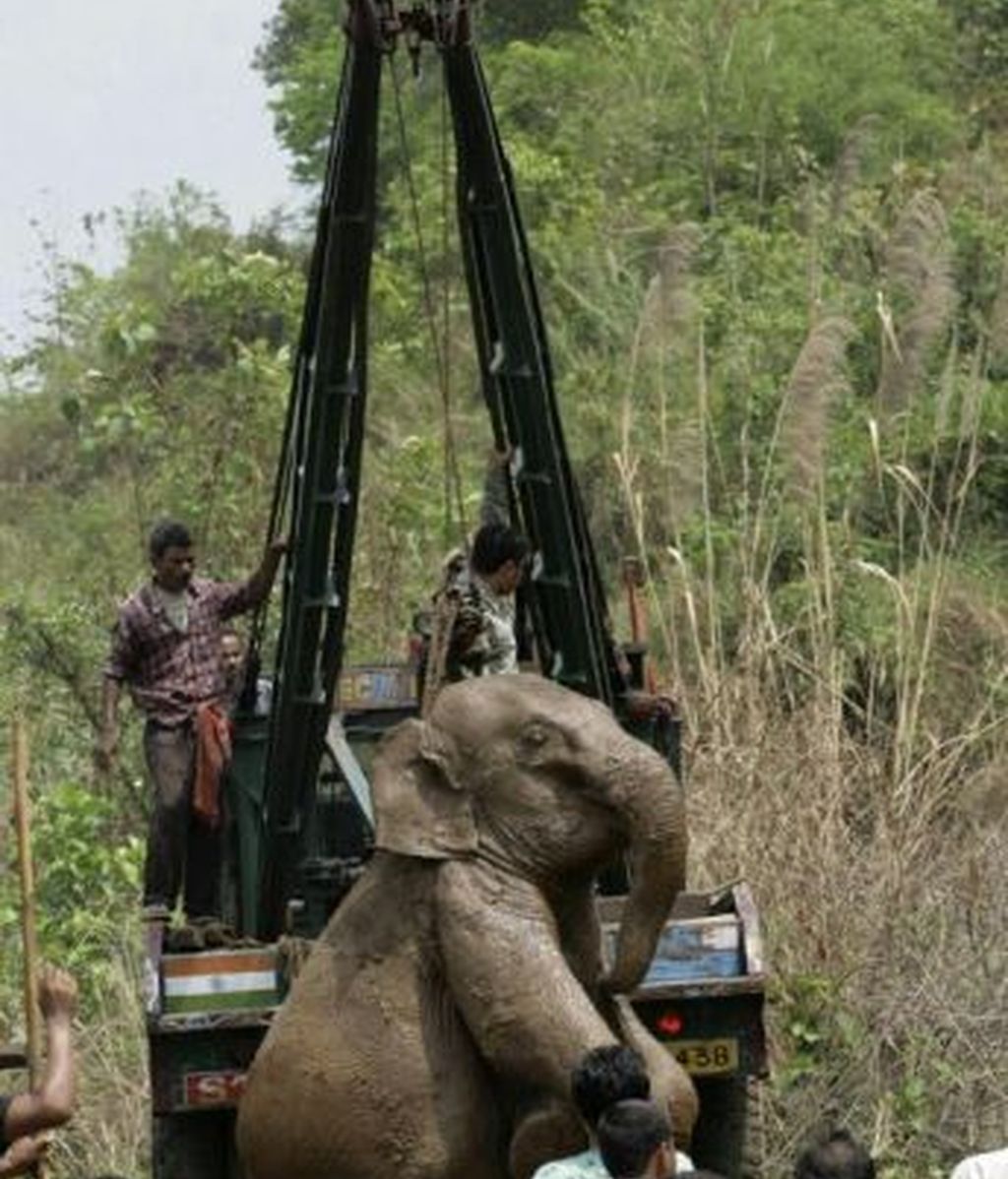 ¡Salvad al elefante!