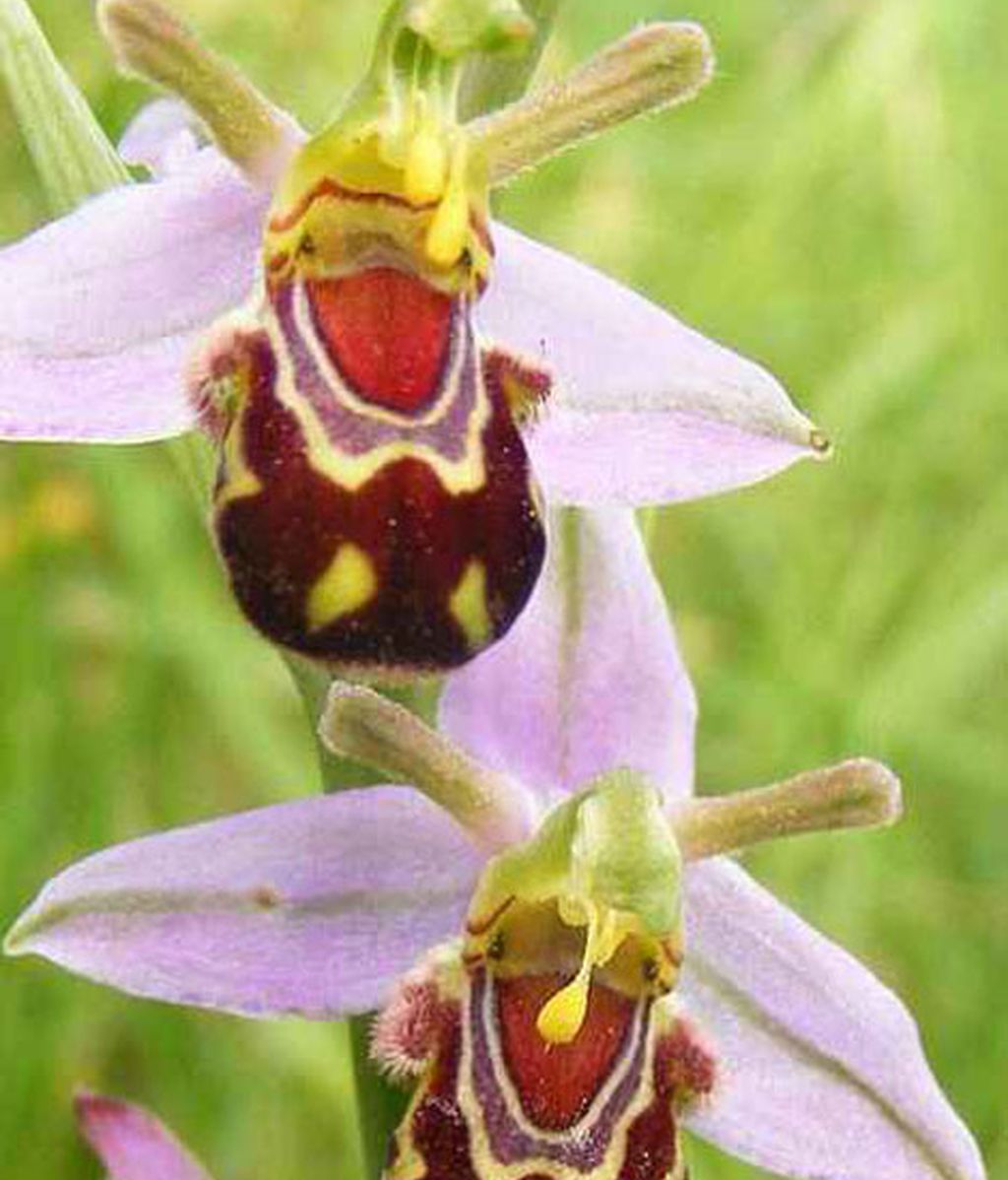 Formas que se esconden en flores