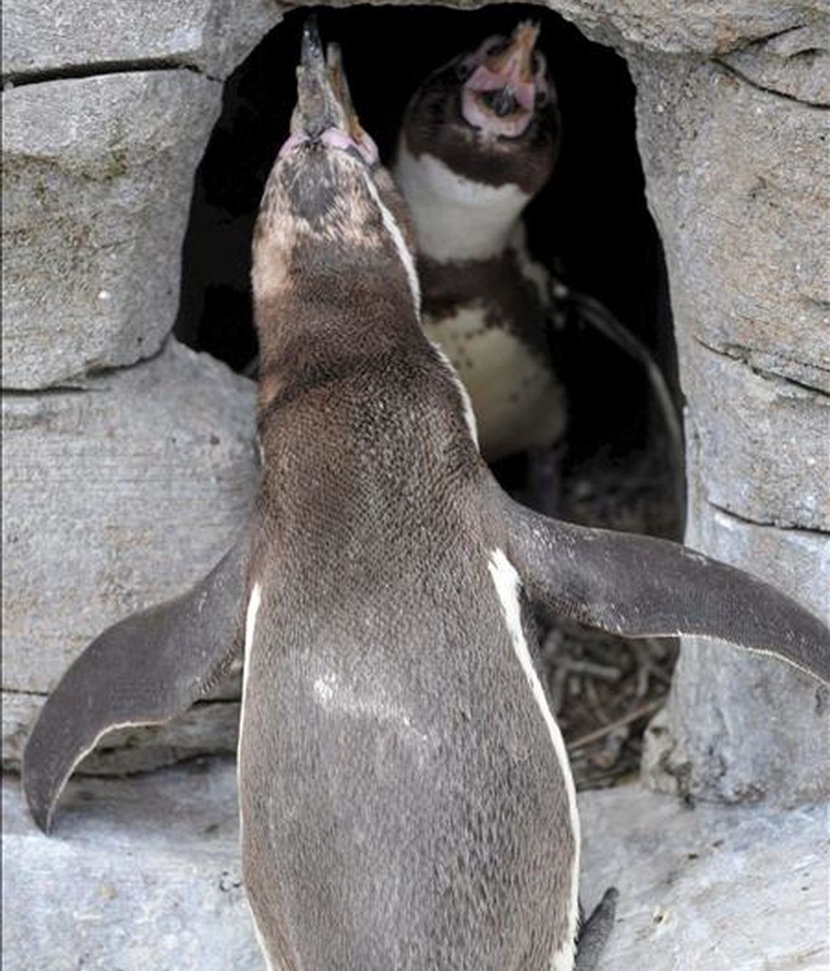 Los pingüinos de Humboldt 'Z-Punkt' y 'Viel-Punkt' son fotografiados en su cueva en el Zoo "Am Meer", en Bremerhaven, Alemania. Dos pingüinos gays adoptaron un huevo que fue rechazado por otros pingüinos hace un tiempo. Ambos criaron al huevo y alimentaron al polluelo. EFE