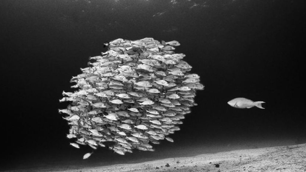 Banco de peces loro en las Islas Galápagos