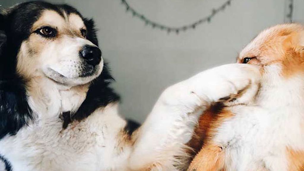 Un perro y un zorro, los mejores amigos