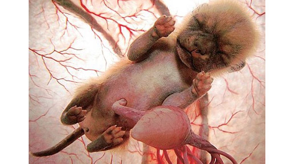 Impresionantes imágenes de animales en el útero materno