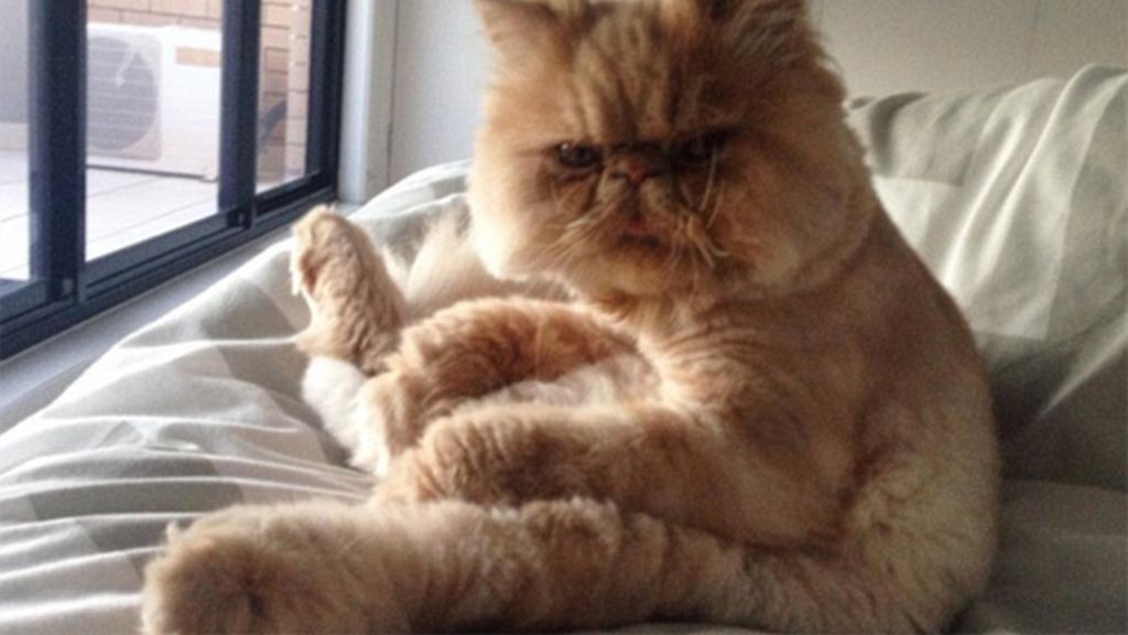 Un gato con una cara muy especial