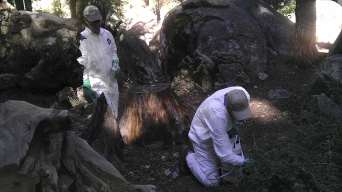 California investiga el segundo caso de ‘peste’ en el Parque Nacional de Yosemite