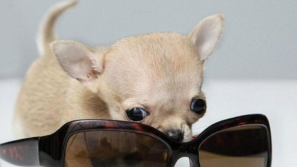 Este perro es aún más pequeño que un chiguagua normal
