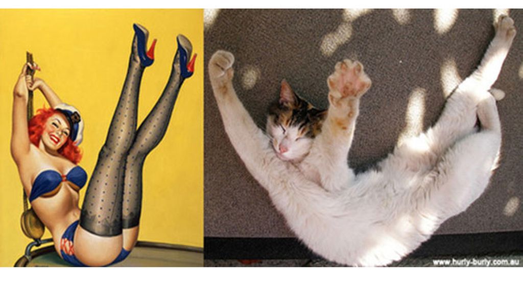 Gatos que parecen chicas pìn-up