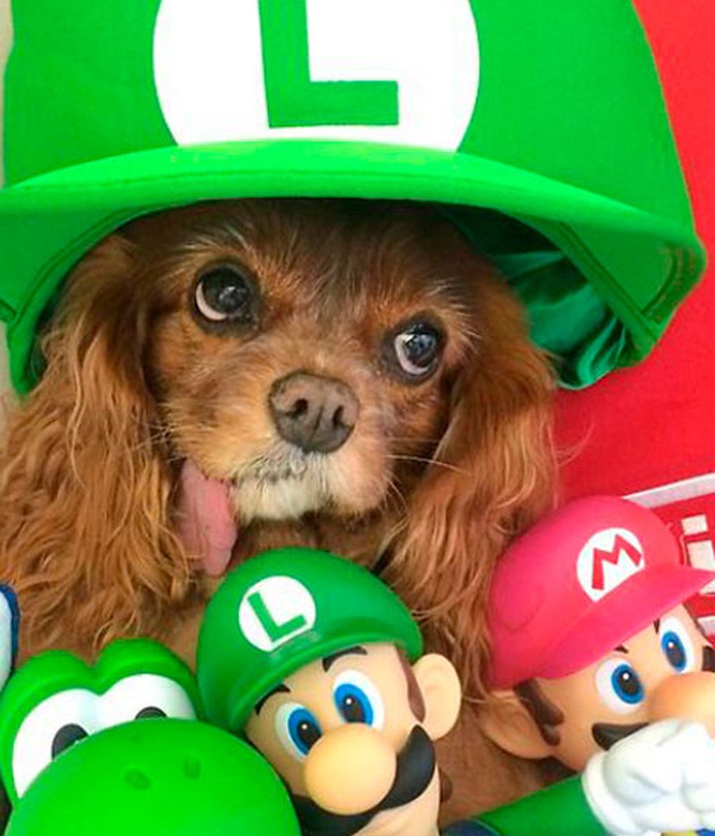 Los mejores momento de Brindis inmortalizados por su dueño