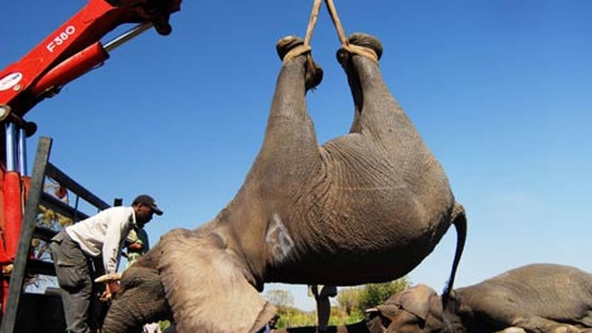 Cazadores ilegales matan a Satao, el rey de los elefantes de Kenia