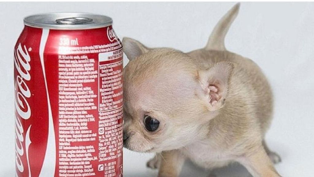 Toudi, el chiguagua más pequeño que una lata de refresco