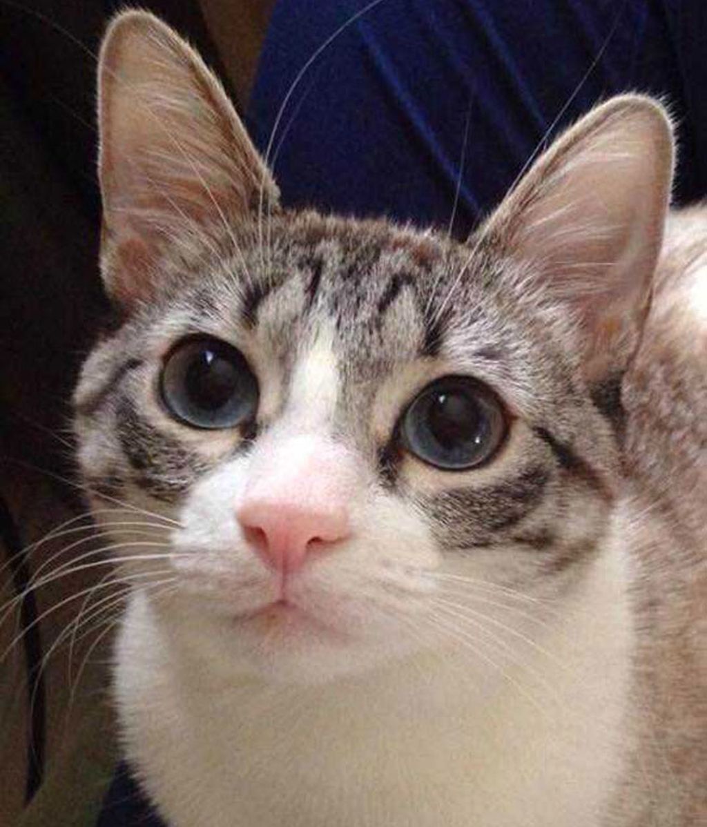 Un gato con dos patas, el rey de Instagram