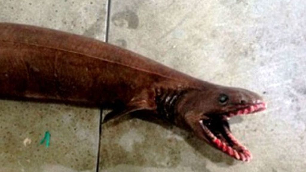 Es un tiburón anguila de dos metros de largo