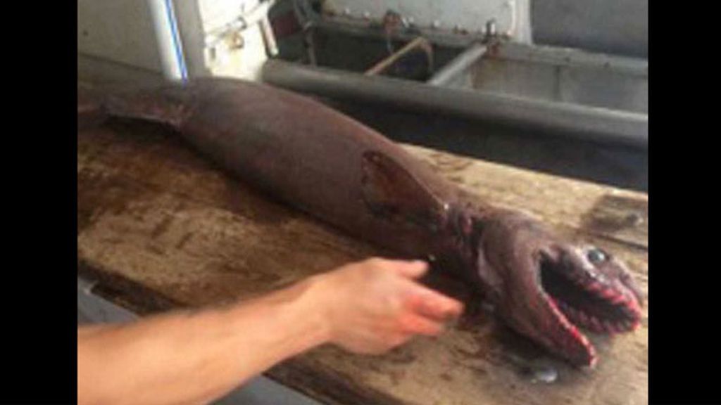 Es un tiburón anguila de dos metros de largo