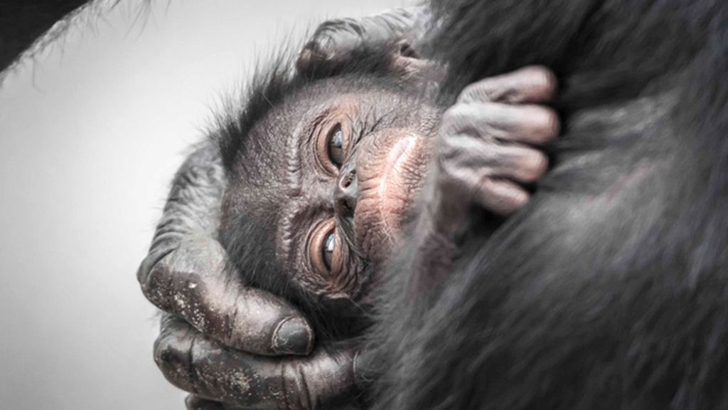 Retratos íntimos en el zoo