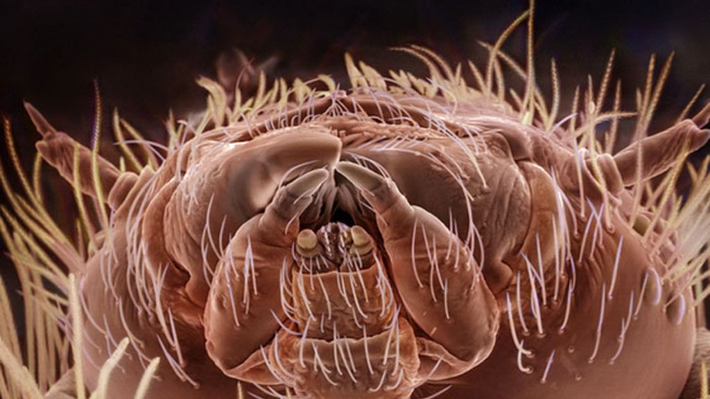 Daniel Kariko retrata la fauna microscópica que vive en nuestras casas