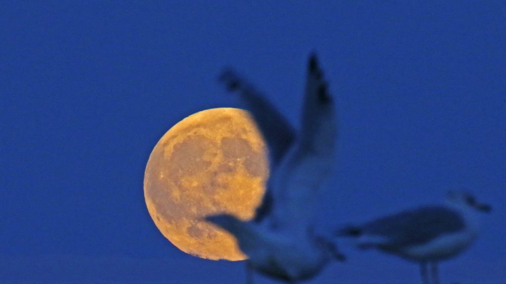 Gaviotas junto a la ‘superluna’ en Evanston, Illinois