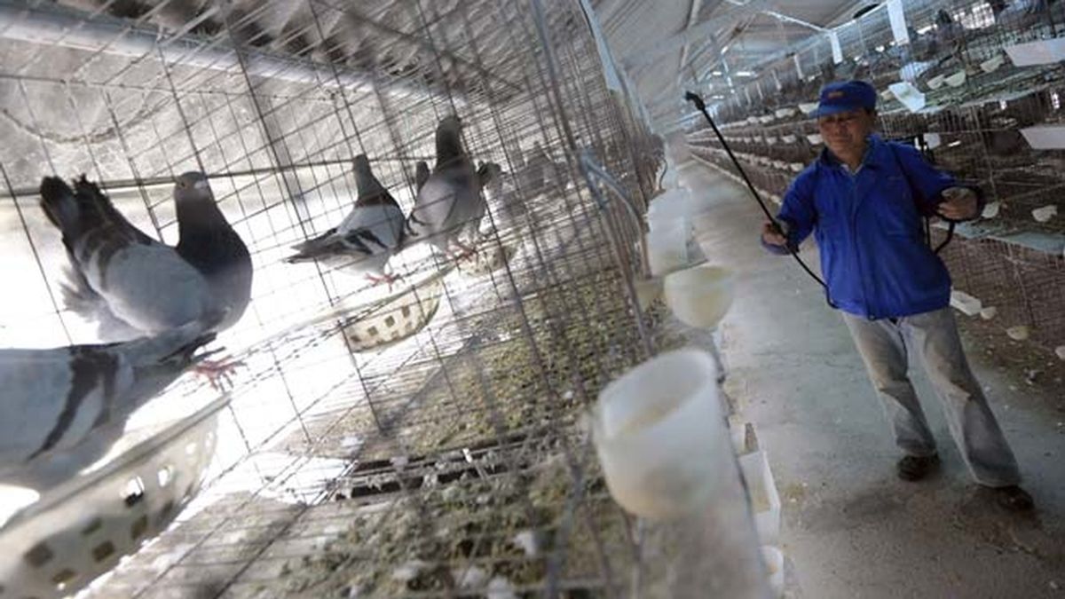 Aumentan las muertes por gripe aviar