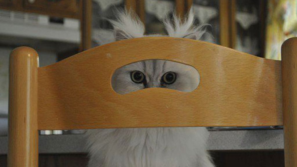 'Creo que he visto un lindo gatito'