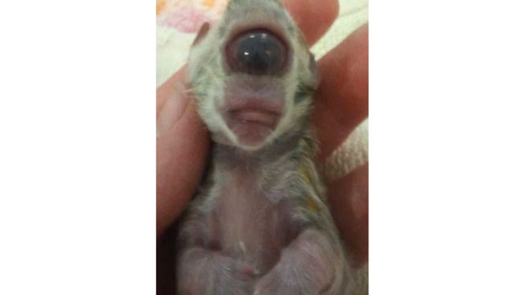 El gato que nació con un solo ojo