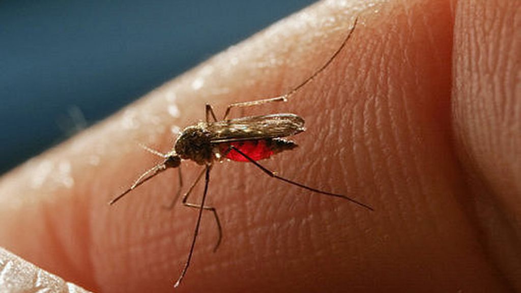 "me ha picado un mosquito, y nadie me dijo que picaban"