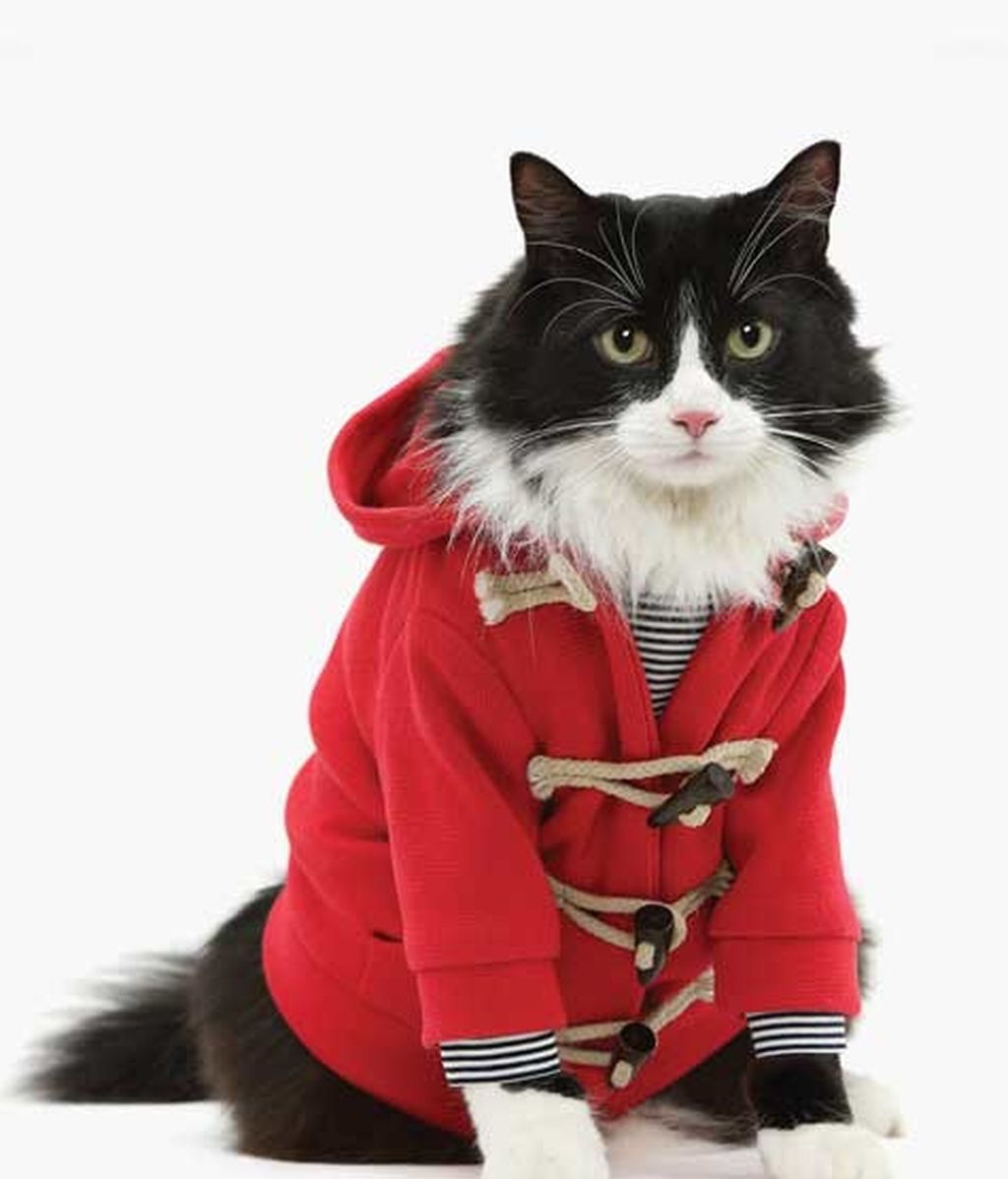 El lado más 'fashion' de los gatos El lado más 'fashion' de los gatos