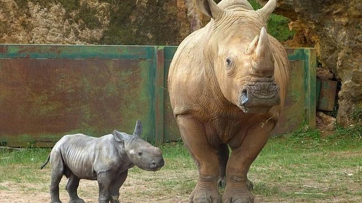 Nace un rinoceronte blanco macho en Cabárceno