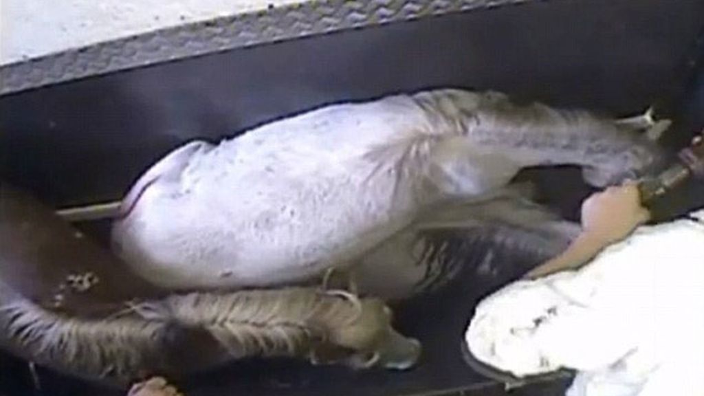 Caballos torturados en Chesire, Londres