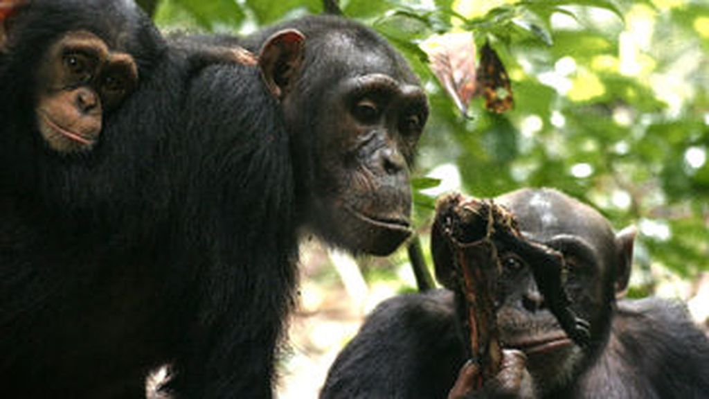Chimpancés