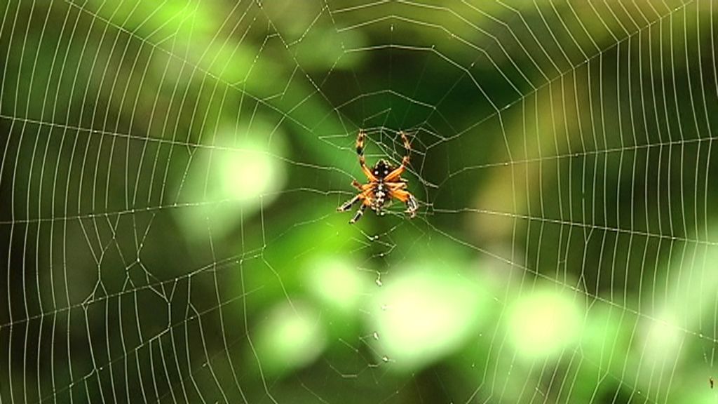 Callejeros viajeros: Uganda