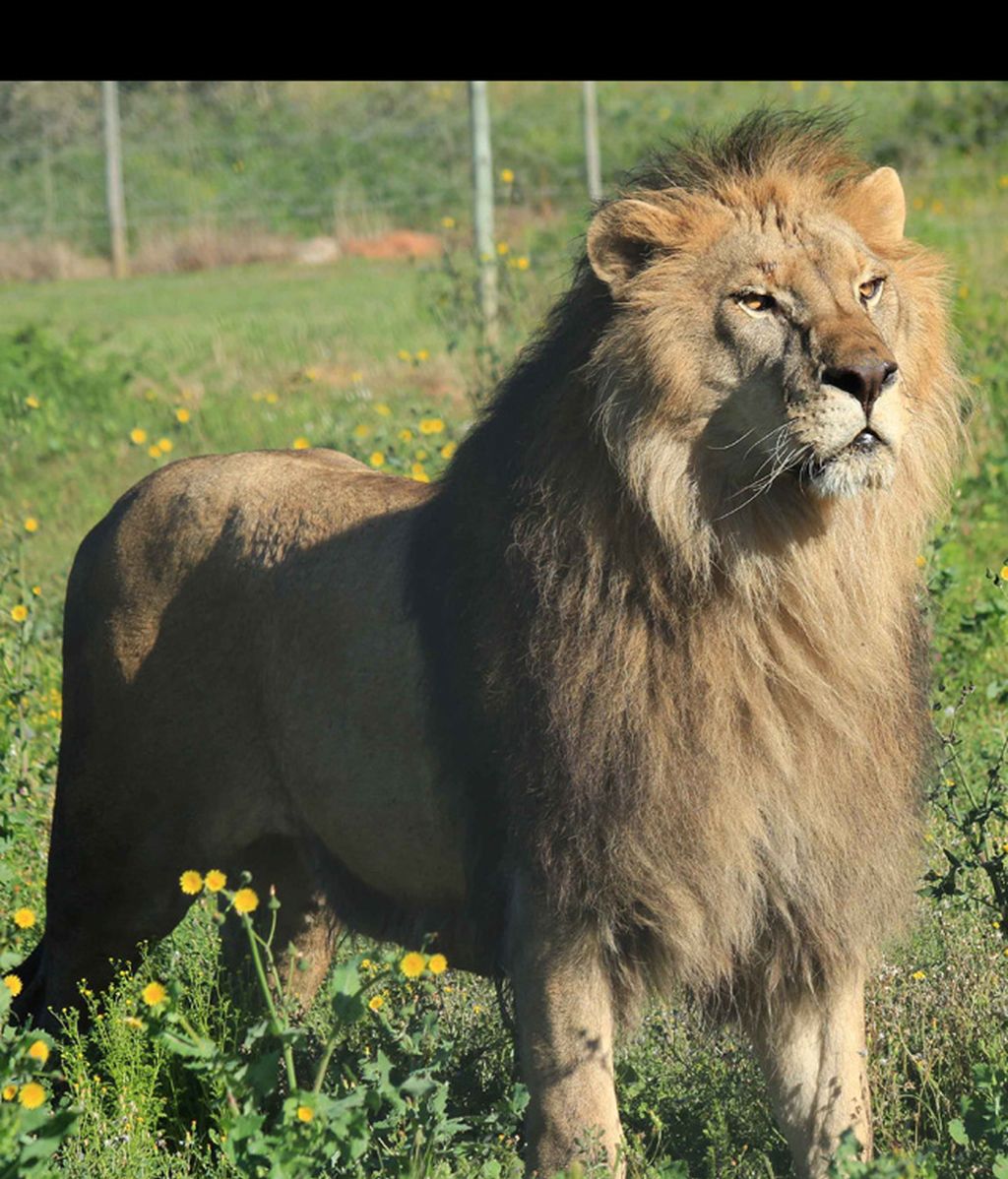 Dicen que los leones son peligrosos, pero viendo a estos cachorrillos no pensarás lo mismo