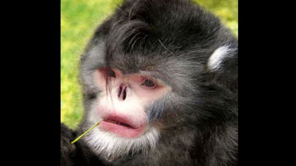 Las 10 especies más extrañas descubiertas en 2011