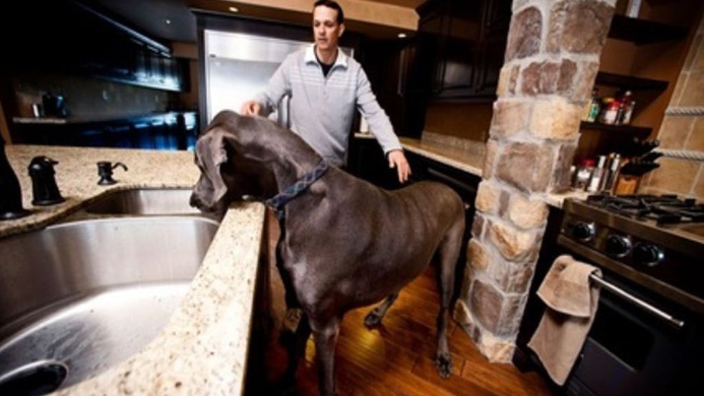 Muere 'Giant George' el perro más grande del planeta Muere 'Giant George' el perro más grande del planeta
