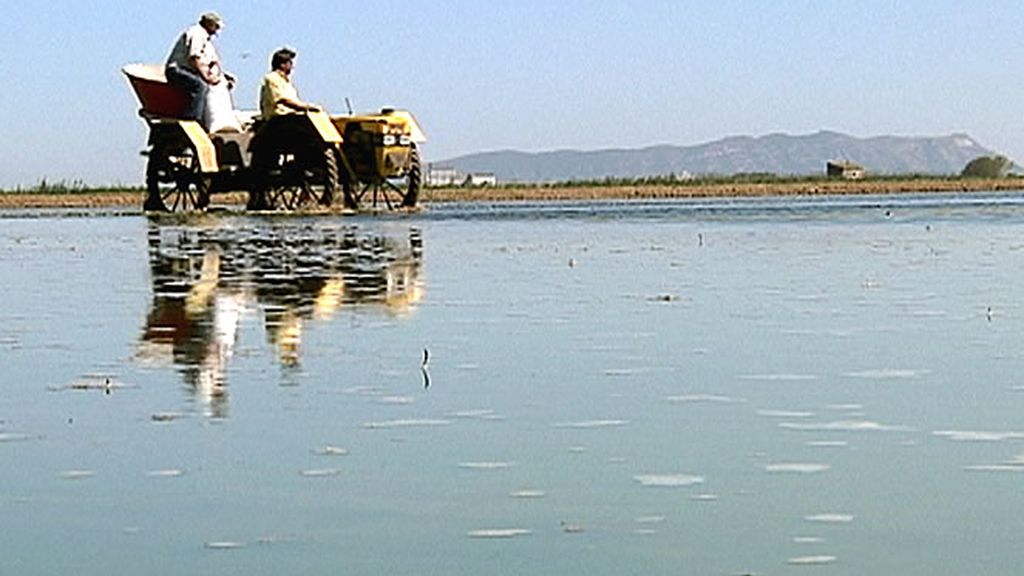 Plantación de arroz en La Albufera