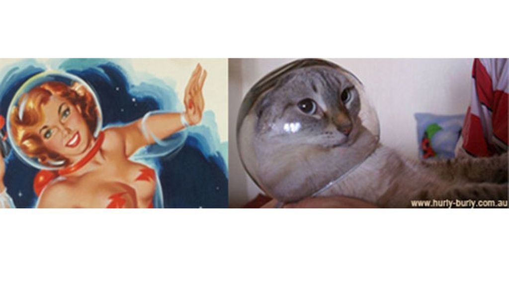 Gatos que parecen chicas pìn-up