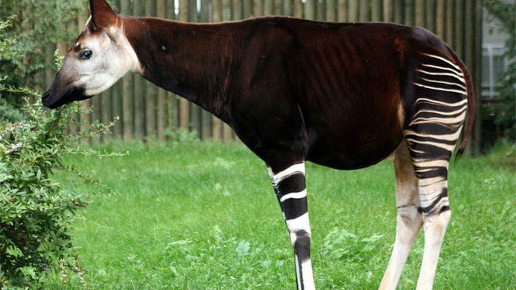 Los animales más extraños del mundo Los animales más extraños del mundo