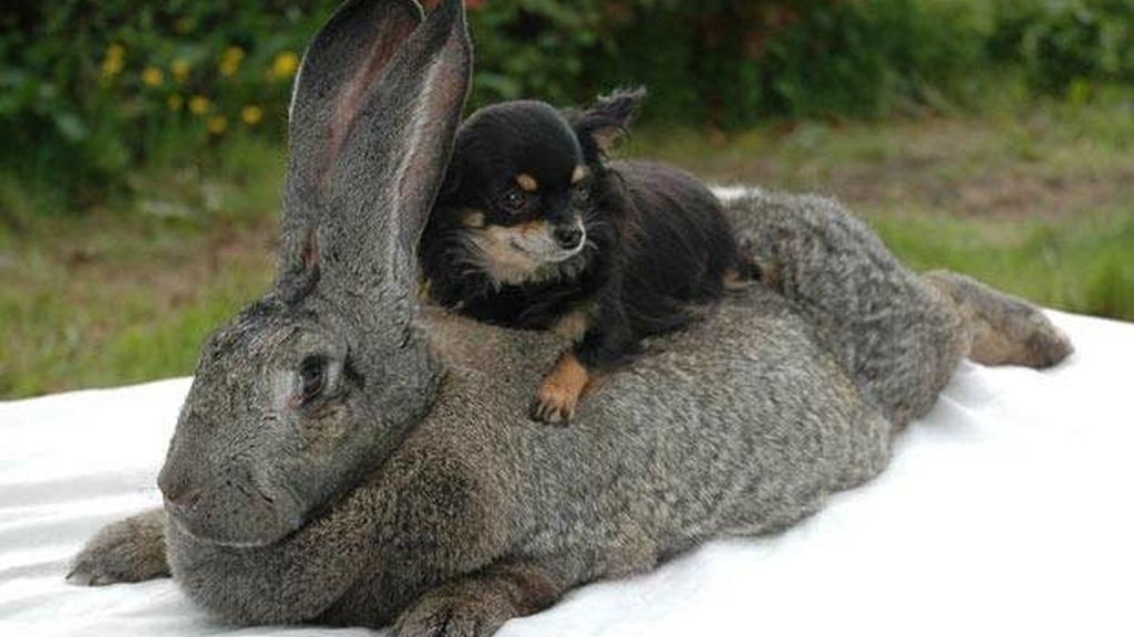 Alice, un conejo de peso