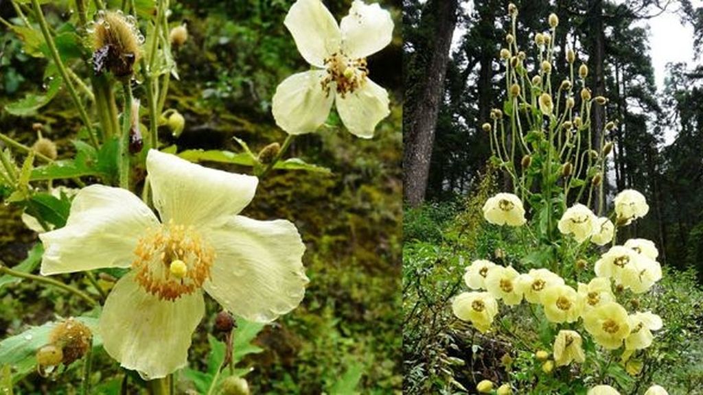 Las 10 especies más extrañas descubiertas en 2011